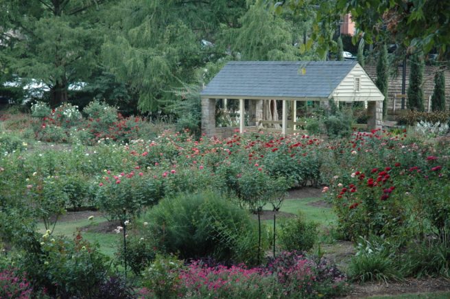 Rose-Garden-021-1024x681